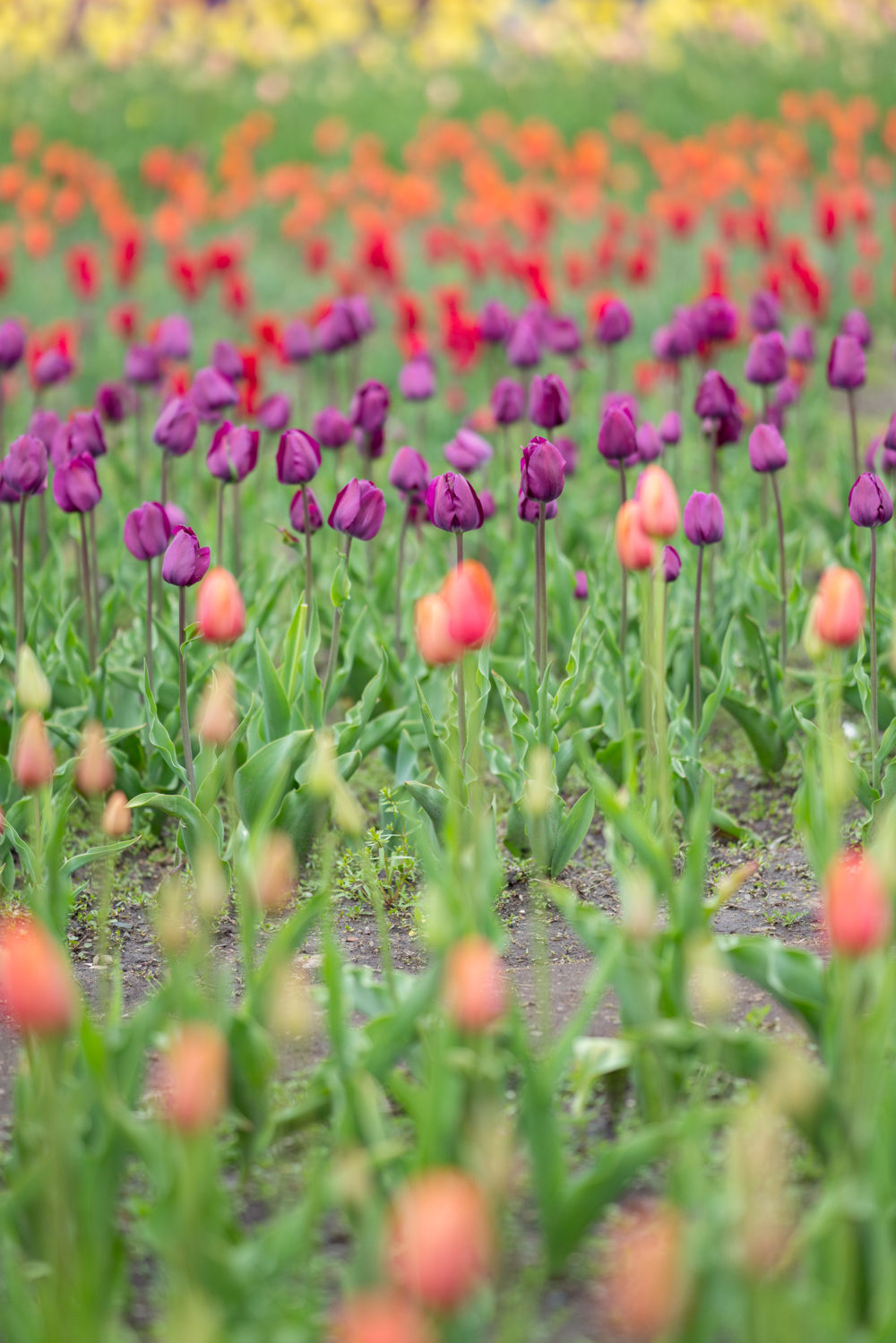 Petite Fashion Blog | Holland Tulip Time | Tulip Festival | Tulip Fields | J. Crew Factory Striped Dress | J. Crew White Denim Jacket