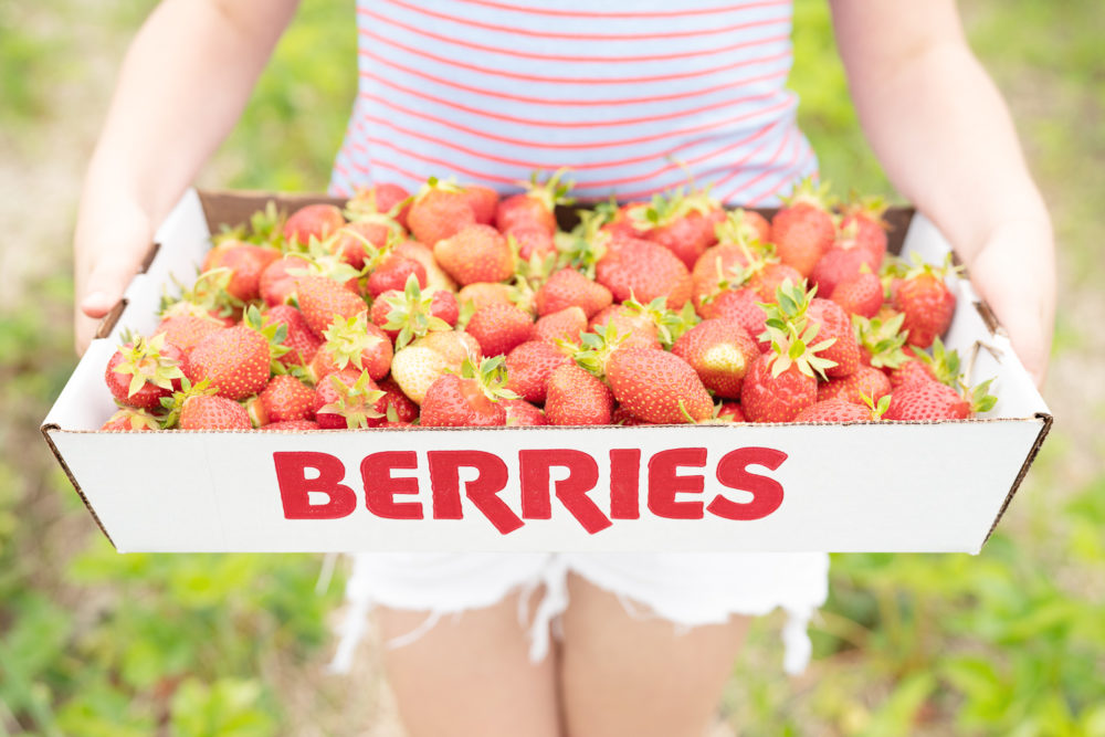 Petite Fashion Blog | Strawberry picking season Levi's shorttalls | Sea and Grass straw bag
