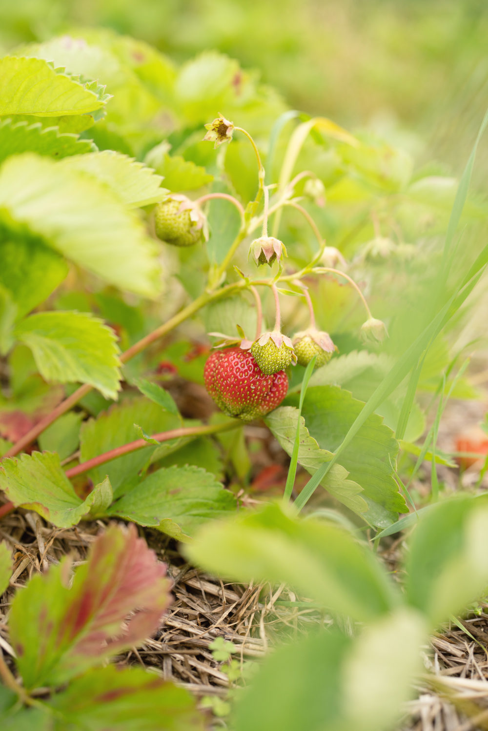 Petite Fashion Blog | Strawberry picking season Levi's shorttalls | Sea and Grass straw bag